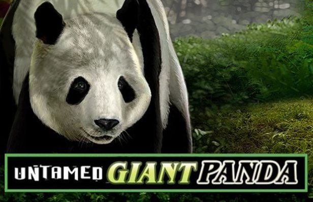 Untamed Giant Panda